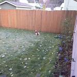 Puppy Dog Tales open in Federal Way