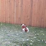 Puppy Dog Tales open in Federal Way