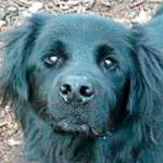 Meet Sully | Pet of the Week