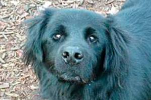 Meet Sully | Pet of the Week