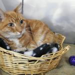 Meet Spencer, who needs a new home | Pet of the Week