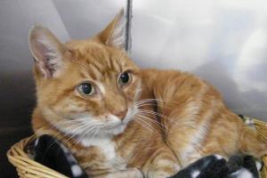 Meet Spencer, who needs a new home | Pet of the Week