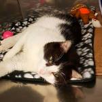 This is Opie, and he needs a home | Pet of the Week