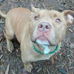 Hi, my name is Khan, and I need a new home | Pet of the Week