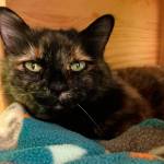 My name is Monkey, and I need a home | Pet of the week