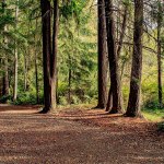 Government commits to preserving 40-plus acres of former Weyerhaeuser land