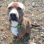 Hi, my name is Rex, and I need a home | Pet of the Week