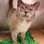 My name is Murray, and I need a home | Pet of the Week