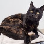 Hi, my name is Angelica, and I need a home | Pet of the Week