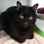 My name is Lil Bear, and I need a home | Pet of the Week