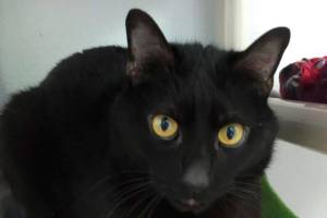 My name is Lil Bear, and I need a home | Pet of the Week
