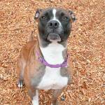 My name is Daisy, and I need a home | Pet of the Week