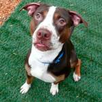 My name is Mana, and I need a new home | Pet of the Week