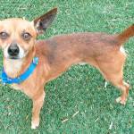 My name is Rocky, and I need a new home | Pet of the Week