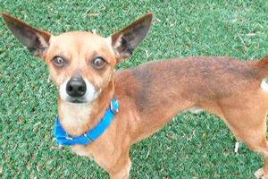 My name is Rocky, and I need a new home | Pet of the Week