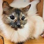 My name is Sparklet, and I need a home | Pet of the Week