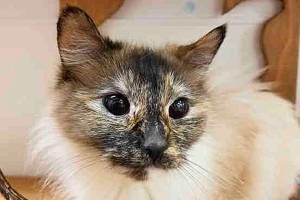 My name is Sparklet, and I need a home | Pet of the Week