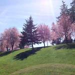 Springtime in Federal Way