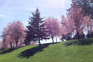 Springtime in Federal Way