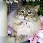 My name is Sinatra, and I need a home | Pet of the Week