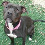 My name is Holly, and I need a home | Pet of the Week