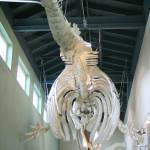 Federal Way resident Kay Vallejo and her son, another volunteer, helped reassemble the bones of a gray whale, which hangs in the main building of Highline College&rsquo;s MaST Center at Redondo Beach in Des Moines. Vallejo has volunteered at MaST for a number of years. Jessica Keller, the Mirror                                Federal Way resident Kay Vallejo and her son, another volunteer, helped reassemble the bones of a gray whale, which hangs in the main building of Highline College&rsquo;s MaST Center at Redondo Beach in Des Moines. Vallejo has volunteered at MaST for a number of years. Jessica Keller, the Mirror