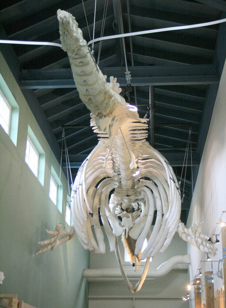 Federal Way resident Kay Vallejo and her son, another volunteer, helped reassemble the bones of a gray whale, which hangs in the main building of Highline College&rsquo;s MaST Center at Redondo Beach in Des Moines. Vallejo has volunteered at MaST for a number of years. Jessica Keller, the Mirror                                Federal Way resident Kay Vallejo and her son, another volunteer, helped reassemble the bones of a gray whale, which hangs in the main building of Highline College&rsquo;s MaST Center at Redondo Beach in Des Moines. Vallejo has volunteered at MaST for a number of years. Jessica Keller, the Mirror