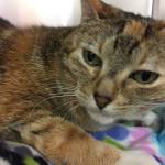 My name is Molly, and I need a home | Pet of the Week