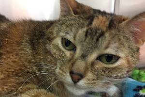 My name is Molly, and I need a home | Pet of the Week