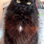 Hello, my name is Gertie, and I need a home | Pet of the Week