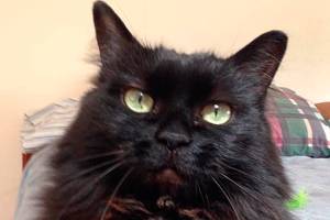 Hello, my name is Gertie, and I need a home | Pet of the Week