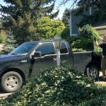 A member of the Federal Way Police Department Special Investigations Unit loads a marijuana plant into the back of a truck Friday afternoon. Police seized 756 pot plants and arrested two people after conducting a search warrant at residence close to Twin Lakes Elementary. Contributed photo