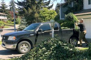 Police arrest two suspects, seize 756 pot plants at Federal Way residence