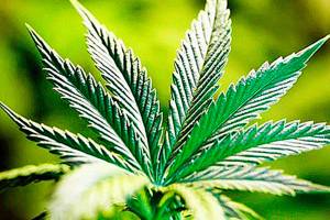 3,000 pot plants seized in Federal Way, Renton, Seattle