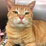 My name is Pid, and I need a home | Pet of the Week