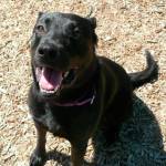 My name is Chevy, and I need a home | Pet of the Week