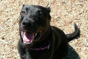 My name is Chevy, and I need a home | Pet of the Week