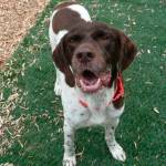 My name is Chuckie, and I need a home | Pet of the Week