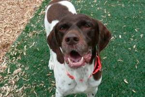 My name is Chuckie, and I need a home | Pet of the Week