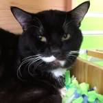 My name is Ghost, and I need a home | Pet of the Week
