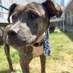 My name is Chyna, and I need a home | Pet of the Week