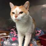 My name is Marigold, and I need a home | Pet of the Week