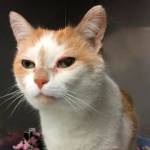 My name is Marigold, and I need a home | Pet of the Week