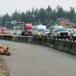 The pig was on the way to auction when jumped out of a trailer around 10 a.m. Aug. 5 on southbound I-5. Photo courtesy of Trooper Rick Johnson