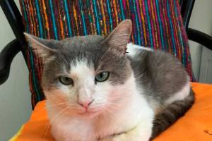 My name is Mikey, and I need a home | Pet of the Week