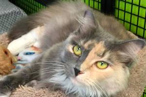 My name is Tilly, and I need a home | Pet of the Week