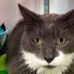 My name is Ephron, and I need a home | Pet of the Week