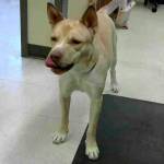 My name is Susanna, and I need a home | Pet of the Week