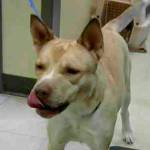 My name is Susanna, and I need a home | Pet of the Week