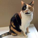 My name is Nina, and I need a home | Pet of the Week